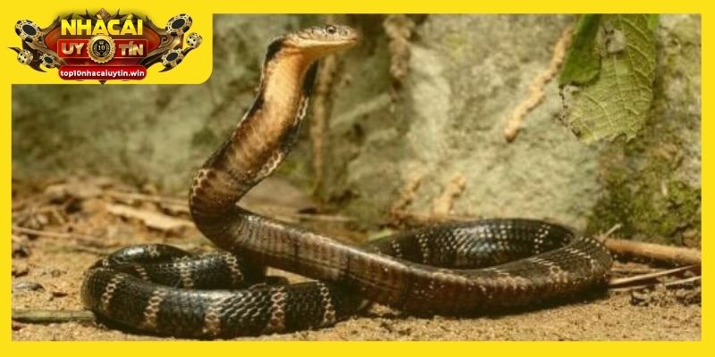 Giấc mơ rắn đuổi tiết lộ nhiều điều về tình cảm và cuộc sống của bạn